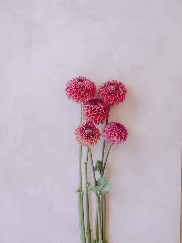 Caitlin's Joy Dahlia Clump