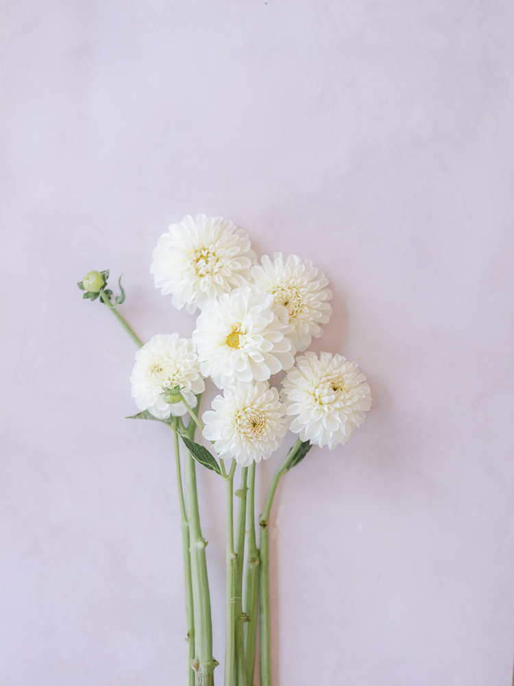 White Aster Clump