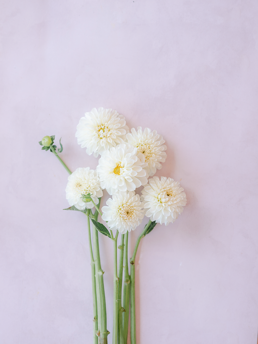 White Aster Clump