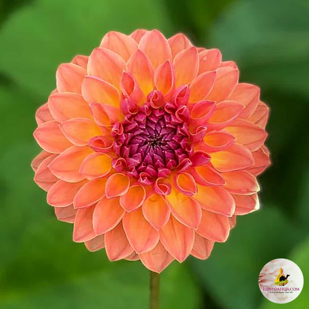 Orange Breeze Dahlia Clump