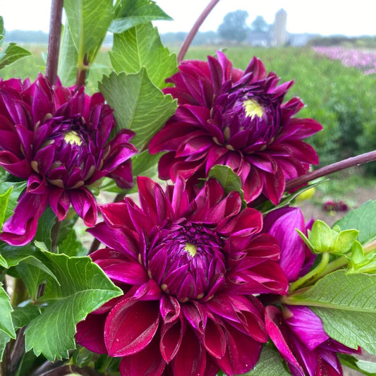 Diva Dahlia Clump