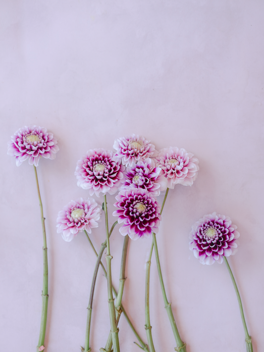 Edinburgh Dahlia Clump