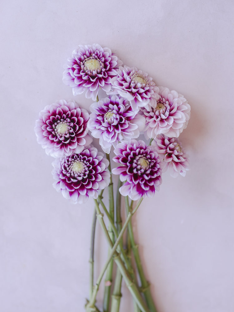 Edinburgh Dahlia Clump