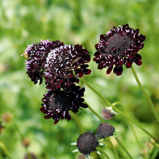 Scabiosa Black Knight Seeds