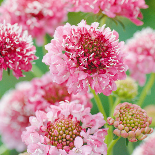 Scabiosa Salmon Queen
