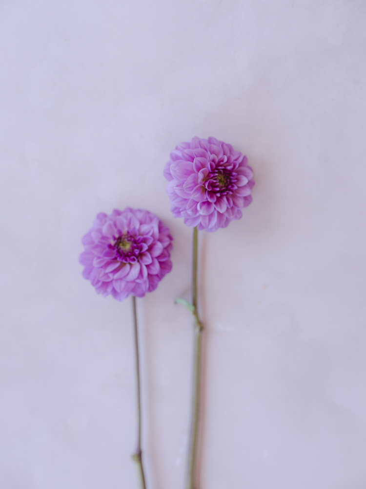 Isobel Dahlia Clump