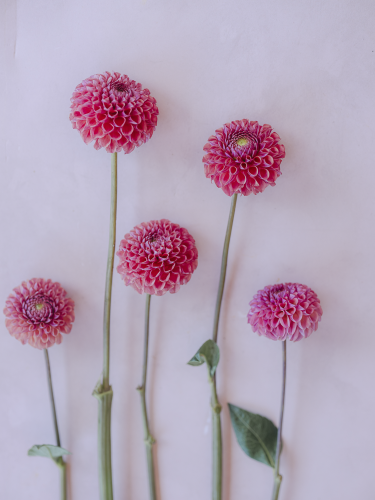 Caitlin's Joy Dahlia Clump