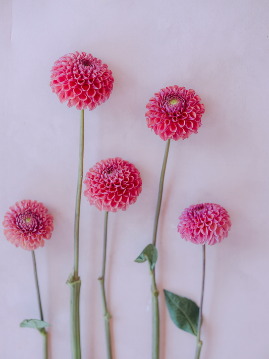 Caitlin's Joy Dahlia Clump