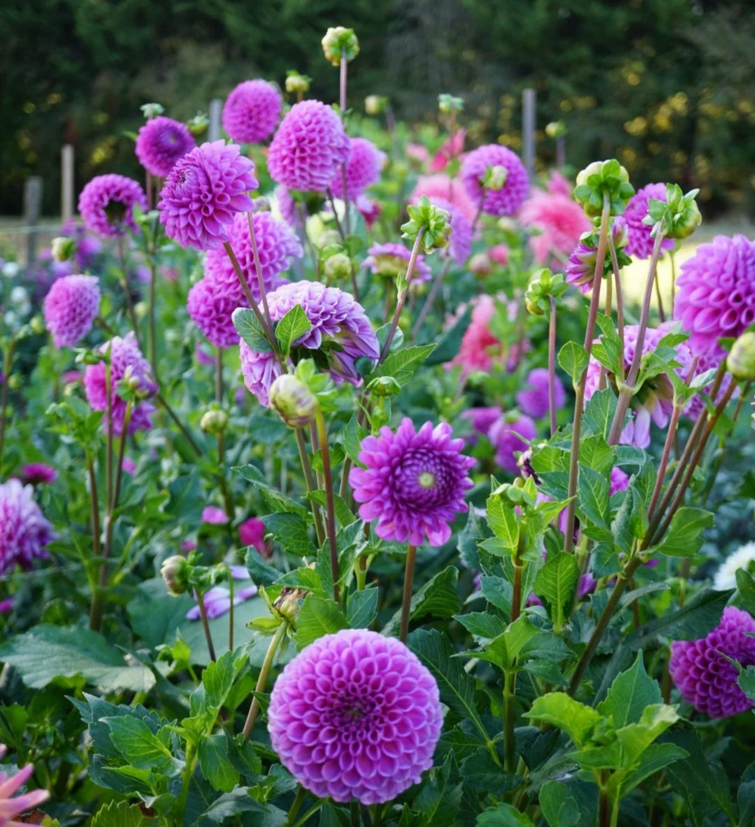 Isobel Dahlia Clump