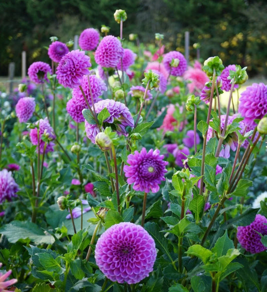 Isobel Dahlia Clump
