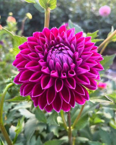 JoweyMarilyn Dahlia Clump