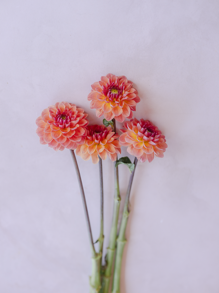 Orange Breeze Dahlia Clump