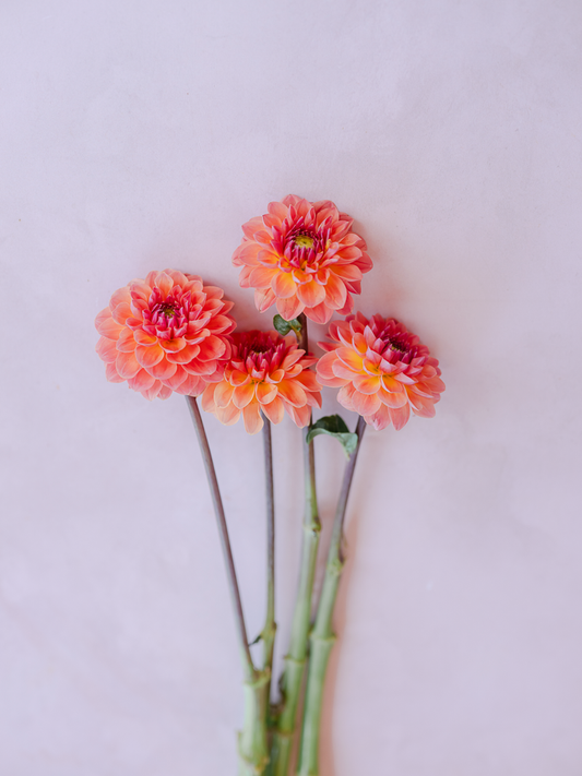 Orange Breeze Dahlia Clump