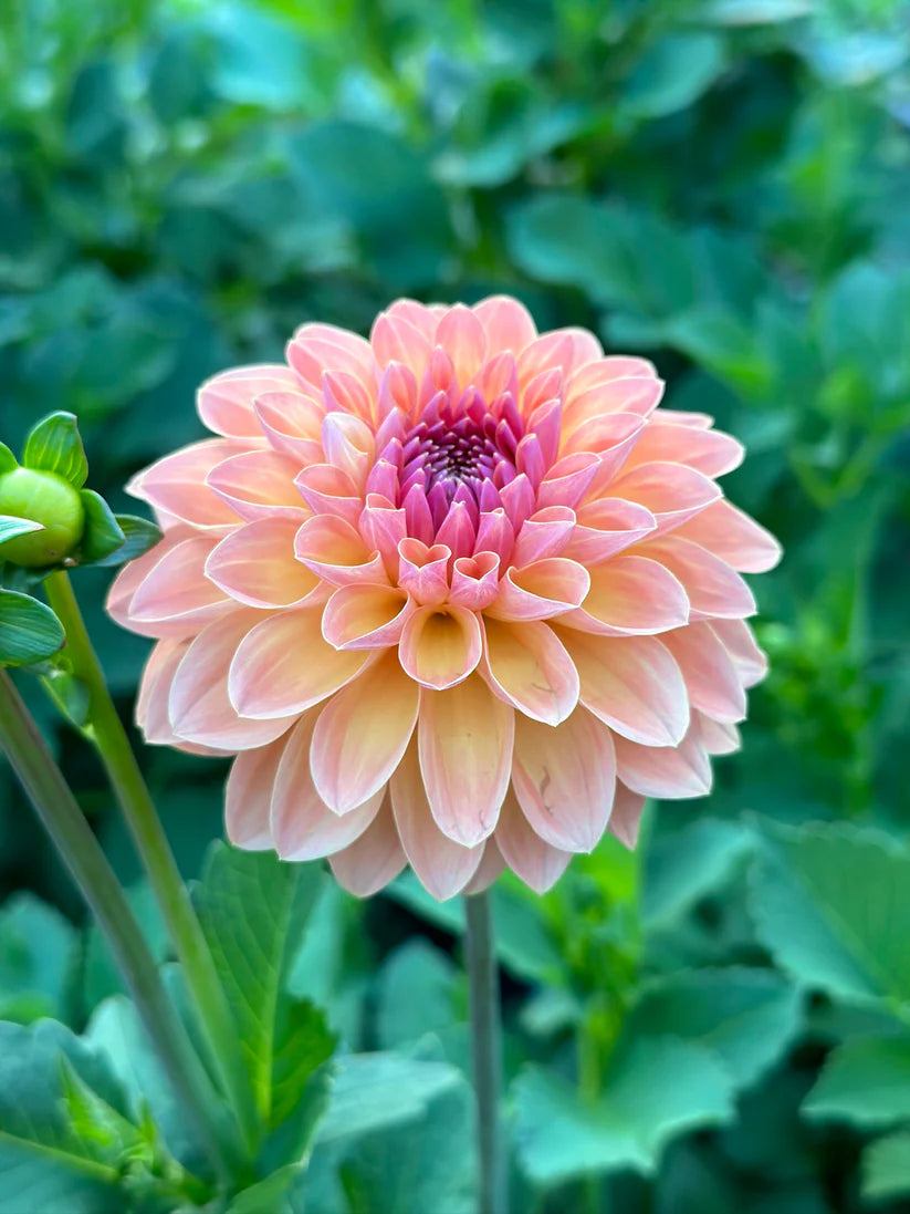 Orange Breeze Dahlia Clump