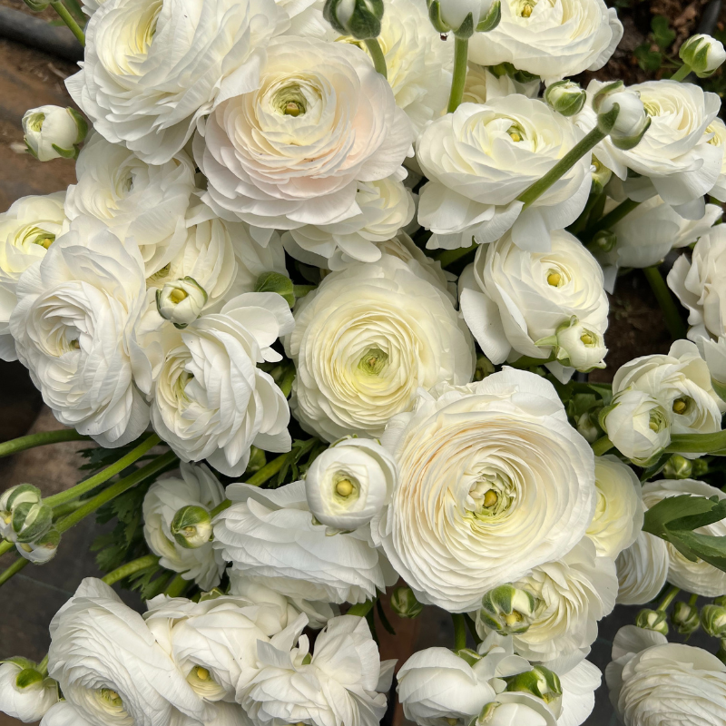 Ranunculus Bianco White Corms