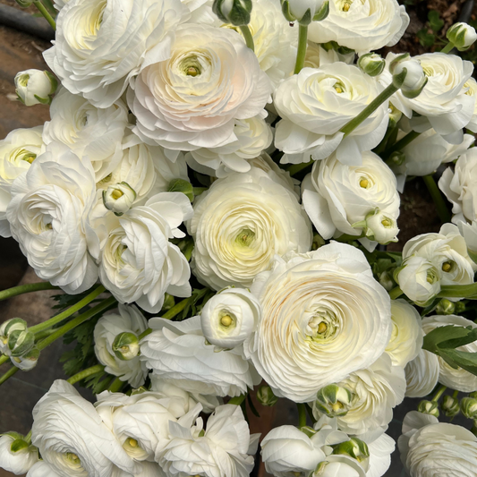 Ranunculus Bianco White Corms