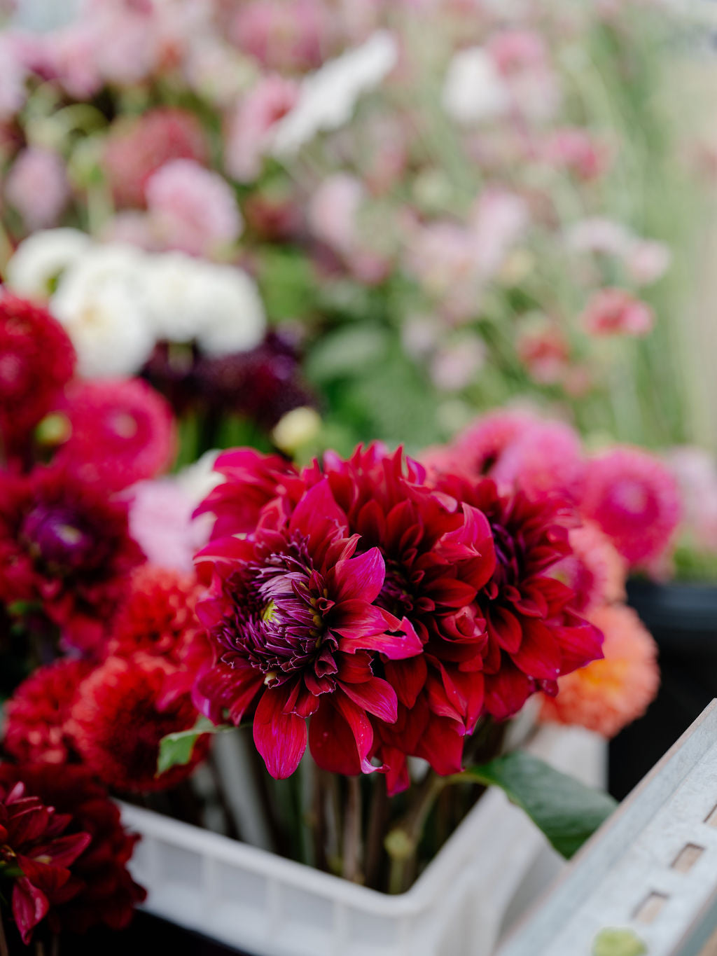 Pick Your Own Flowers