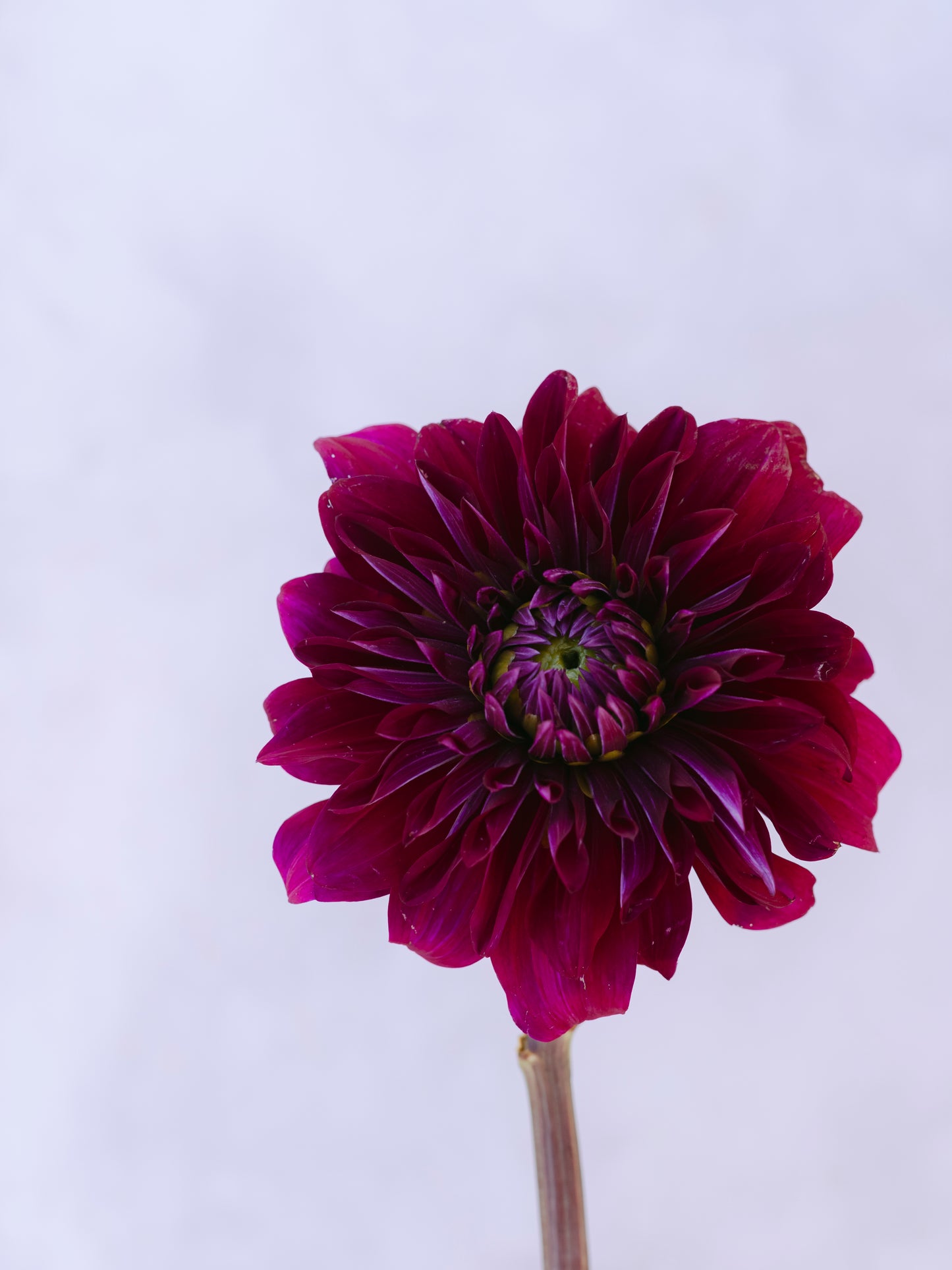 Diva Dahlia Clump