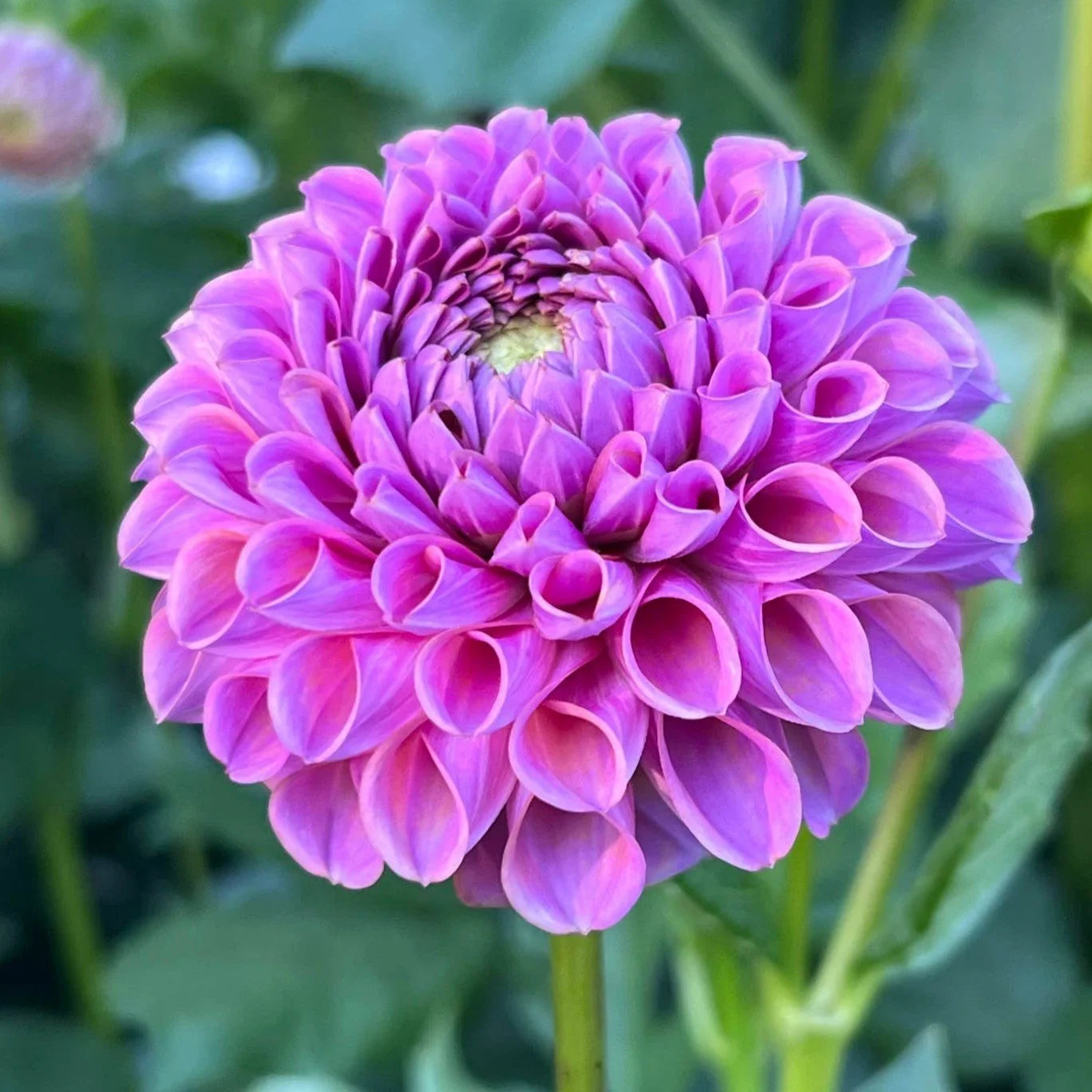 Isobel Dahlia Clump
